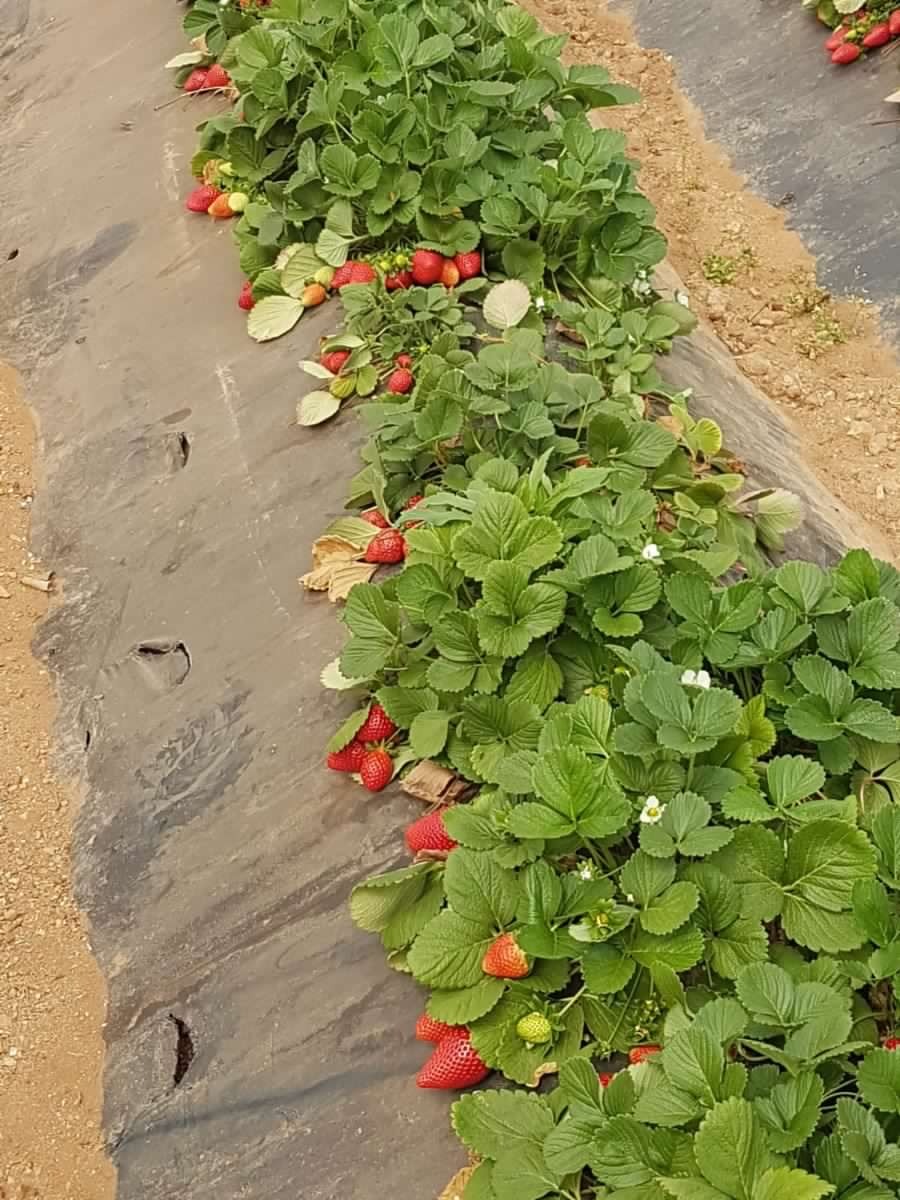 Agricoltura biologica: perché sceglierla.